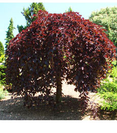 Purple-Beech tree