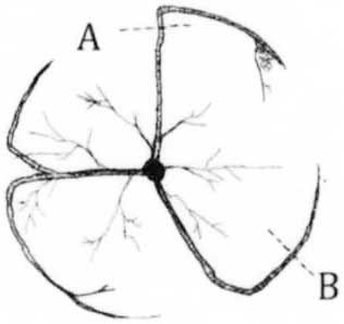 Figure 4: Cut roots at (A) to form new roots that grow away from the trunk. Do not cut roots at (B), since the root defects will regrow.
